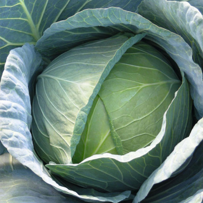 ЭКСКАЛИБУР F1 капуста белокочанная Бейо