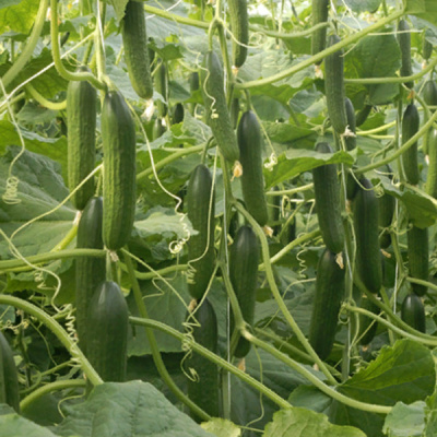 МЕЛЕН F1 огурец Энза Заден