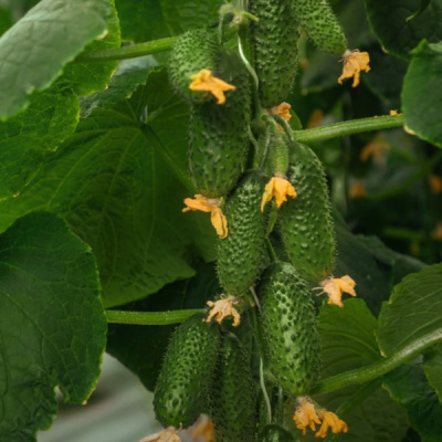 СМАРТ F1 огурец Гавриш