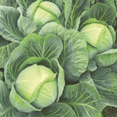 ГАЛАКСИ F1 капуста белокочанная Семинис