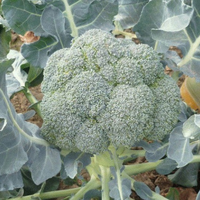 ЛОРД F1 брокколи Семинис