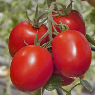 КАМЕРТОН F1 томат Гриномика