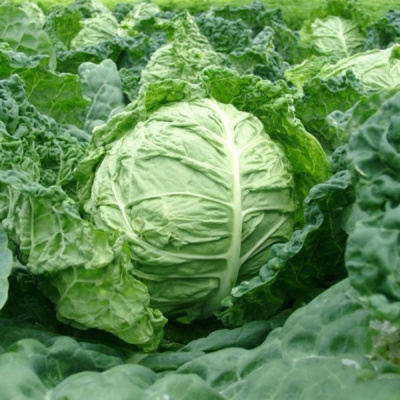 САЛИМА F1 капуста савойская Райк Цваан, NS, 1000 шт