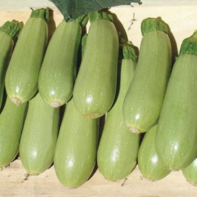 АСМА F1 кабачок Вильморин