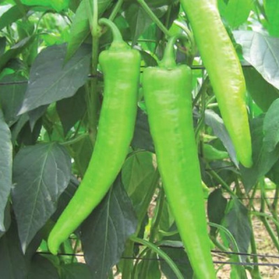 САФЬЯН F1 перец Вильморин