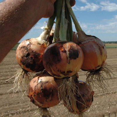 МУСТАНГ F1 лук Бейо