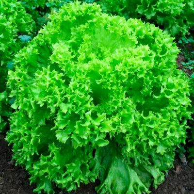 ОНИКС F1 салат Нюнемс