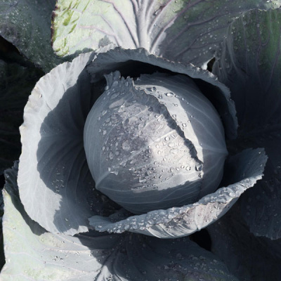 ЛЕКТРО F1 капуста краснокочанная Бейо