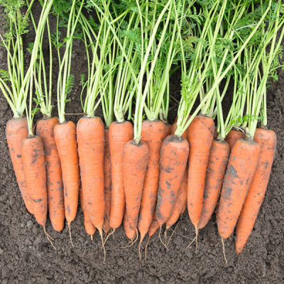 ВИТА ЛОНГА F1 морковь Бейо