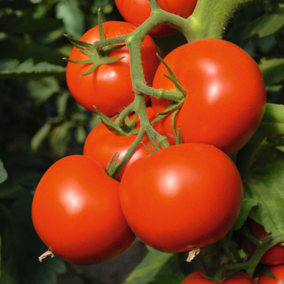 АКДЕНИЗ F1 томат Гавриш