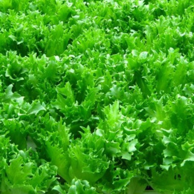 СВ 3035 F1 салат Семинис, 5 000 др