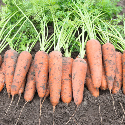 КАНБЕРРА F1 морковь Бейо (1.8-2.0)