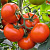 ХОРТИЦА F1 томат Гавриш