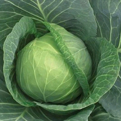 СУПРИМ ВАНТАЖ F1 капуста белокочанная Саката