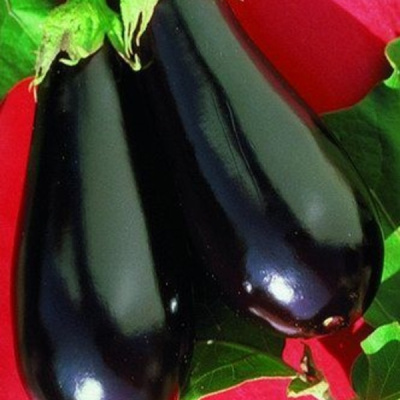 ЭПИК F1 баклажан Семинис