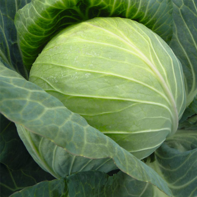 БАЙОНЕТ F1 капуста белокочанная Бейо