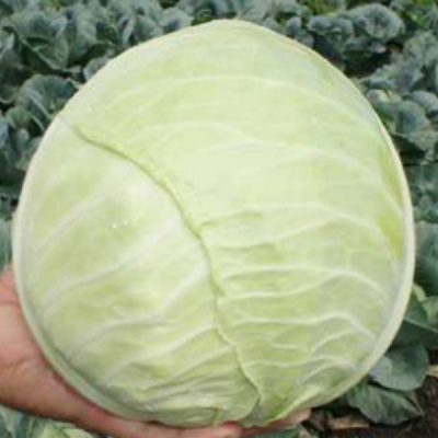 ХИПО F1 капуста белокочанная Саката