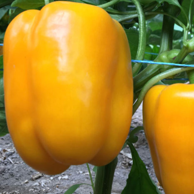 ВЕЛЕЗ F1 перец Энза Заден