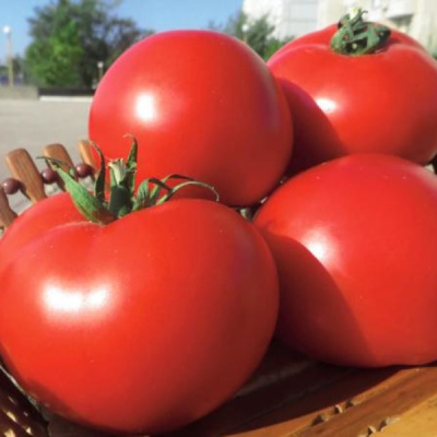 ОАЗИС F1 томат Вильморин