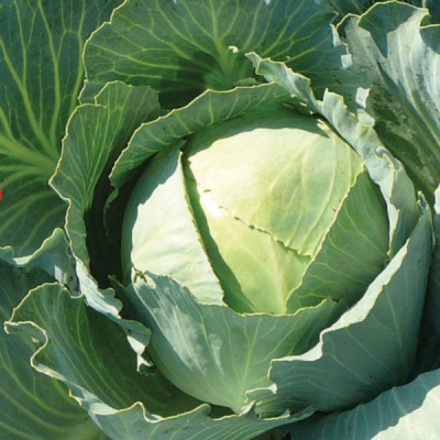 ПЛАСТУН F1 капуста белокочанная Гавриш