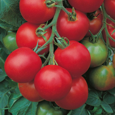 ТОЛСТОЙ F1 томат Бейо