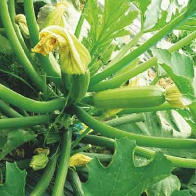 АДЕЛИЯ F1 кабачок Энза Заден