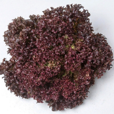 ЛЕА F1 салат лолло росса Энза Заден