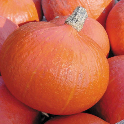 УЧИКИ КУРИ F1 тыква Энза Заден