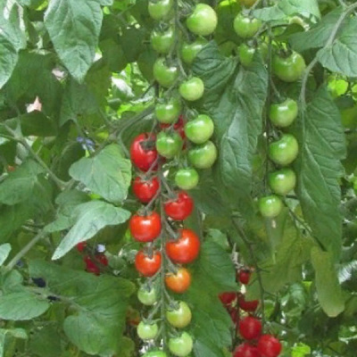 ЧЕЗАРЕ F1 томат Гавриш (500)