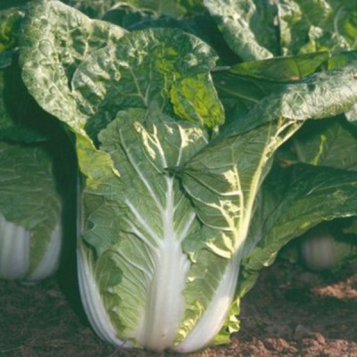 МОРИЛО СТОРИДО F1 капуста пекинская Хазера