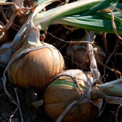 САБРОСО F1 лук Нюнемс (100 000 шт)