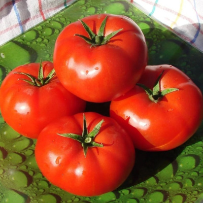 ЭЙДЖЕН F1 томат Энза Заден