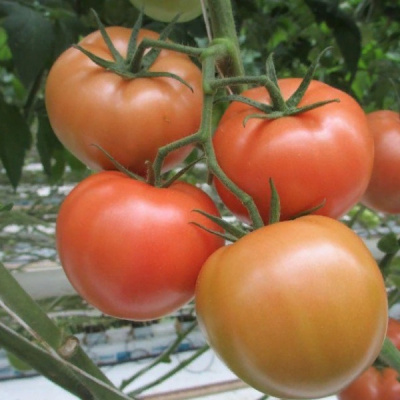 ТАГАНКА F1 томат Гавриш