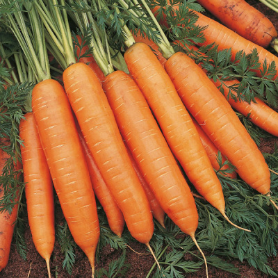 БАНГОР F1 морковь Бейо (2.0-2.2)