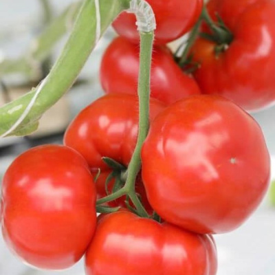 АРКАИМ F1 томат Гавриш