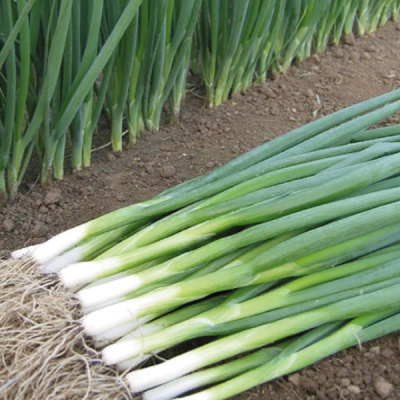 КАЙГАРО F1 лук на зелень Энза Заден