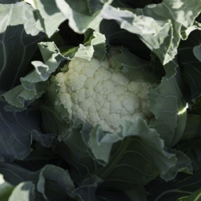 КАСПЕР F1 капуста цветная Райк Цваан, NS, 1000 шт