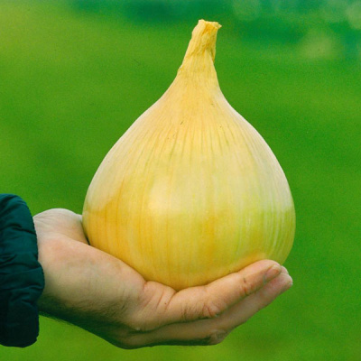 ЭКСИБИШЕН F1 лук Бейо