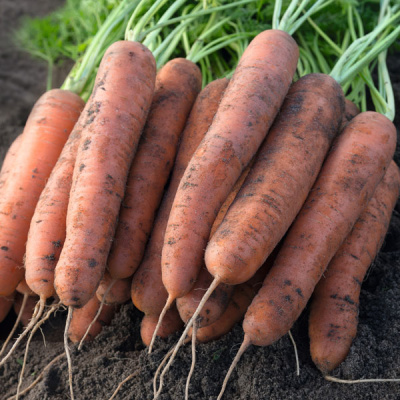 НЕКТАР F1 морковь Бейо (2.2-2.4)