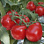 РЕД РЕВИР F1 томат Гриномика