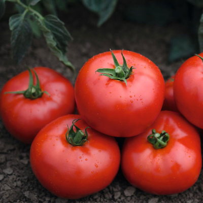 ТОНОПА F1 томат Бейо