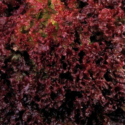 РЕВОЛЮЦИЯ F1 салат Нюнемс