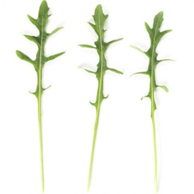 СИНОП F1 руккола Райк Цваан, PR, 1 млн.шт