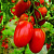 ИНКАС F1 томат Нюнемс