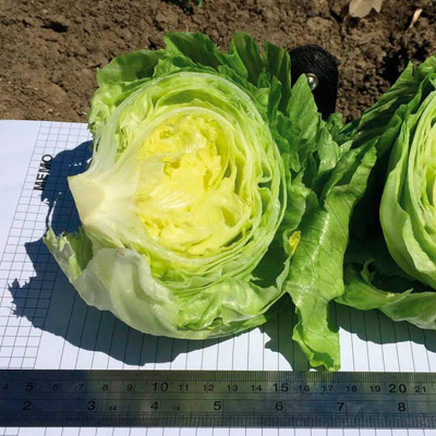 ЭЛСОЛ F1 салат Нюнемс