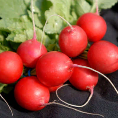 ВЕНА F1 редис Энза Заден (2.50-2.75)