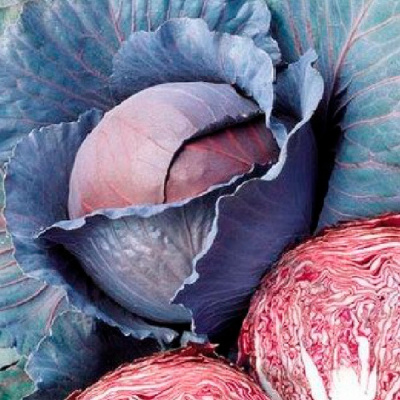 РЕД ДИНАСТИ F1 капуста краснокочанная Семинис