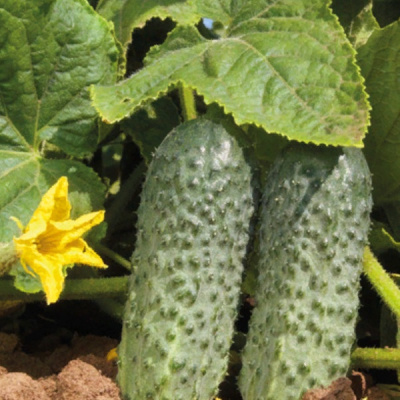 БЕНЕФИК F1 огурец Гриномика