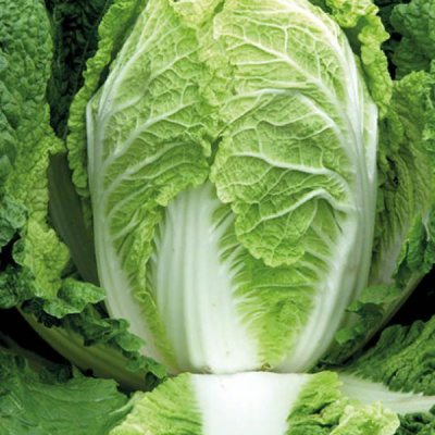 ПРЕДУРО F1 капуста пекинская Энза Заден
