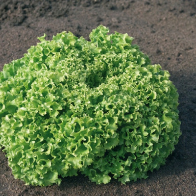 ЭСТРОЗА F1 салат лолло блонда Энза Заден